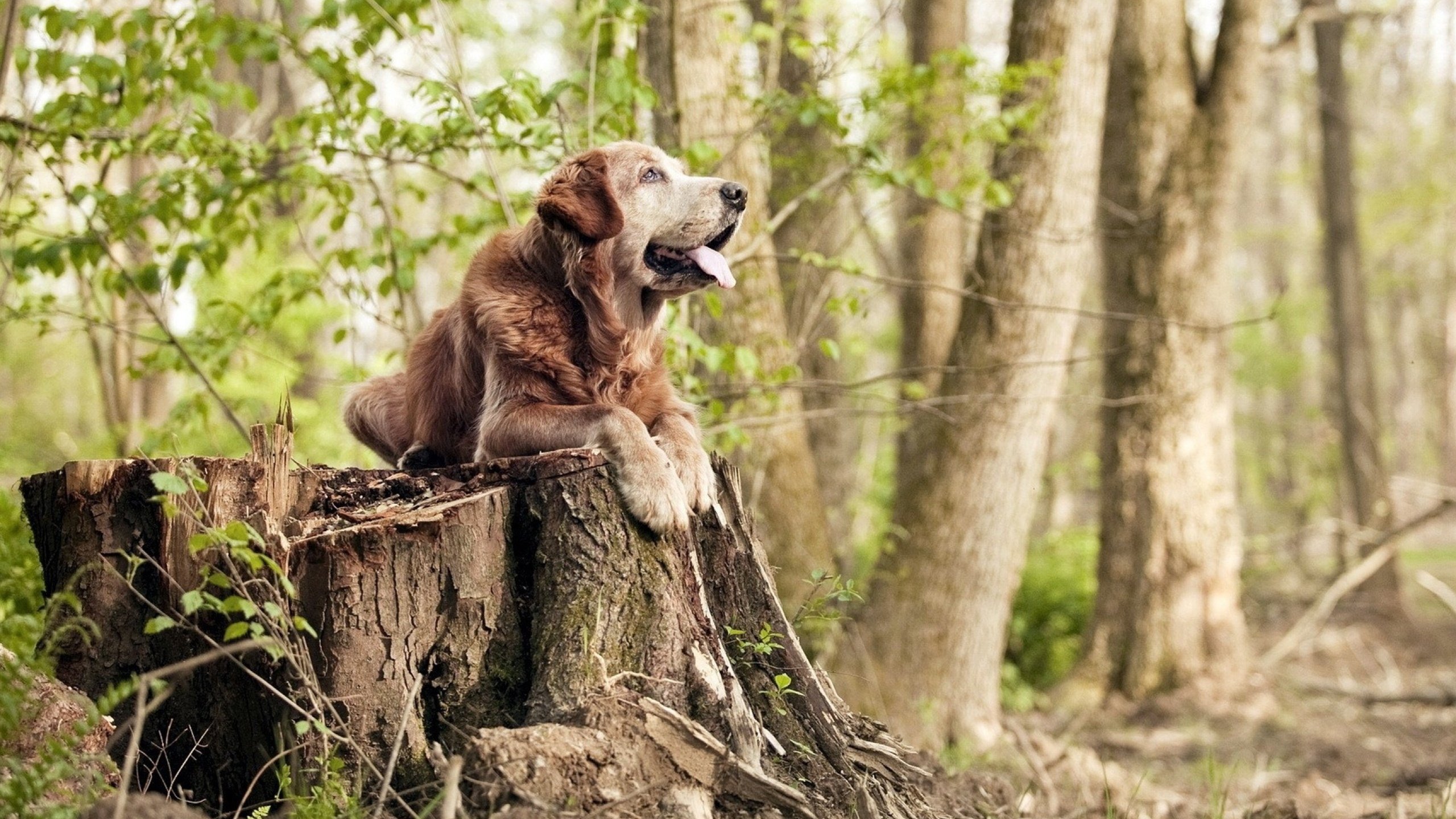爱游戏体育-轻取如山倒，黄鸭一鸣燃战魂—泰马对决背后的柔与爆