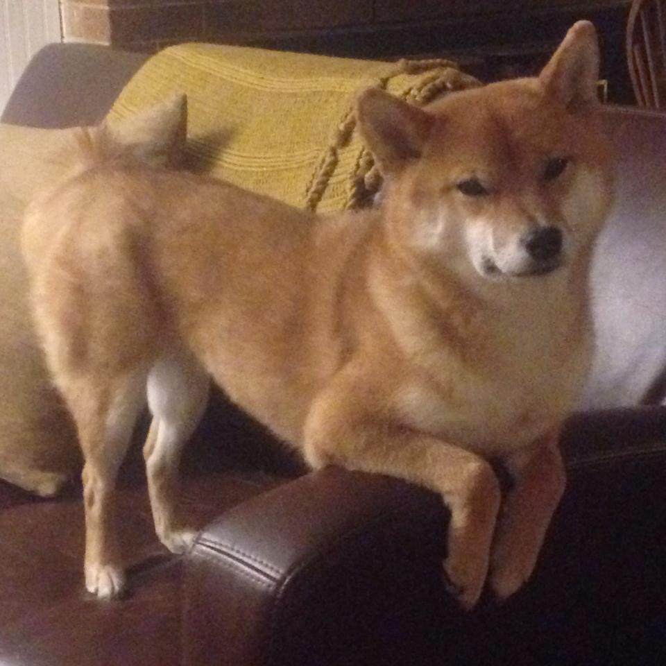 爱游戏下载-命运的两面，格列兹曼的星光与阿尔及利亚的星火