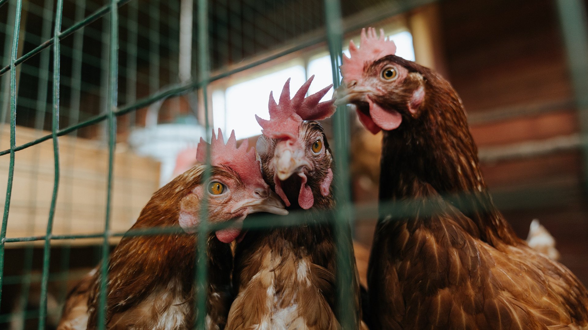 爱游戏入口-欧冠决赛之夜，东契奇隔空对望，当绿茵绝杀与巅峰评分写就同一页传奇