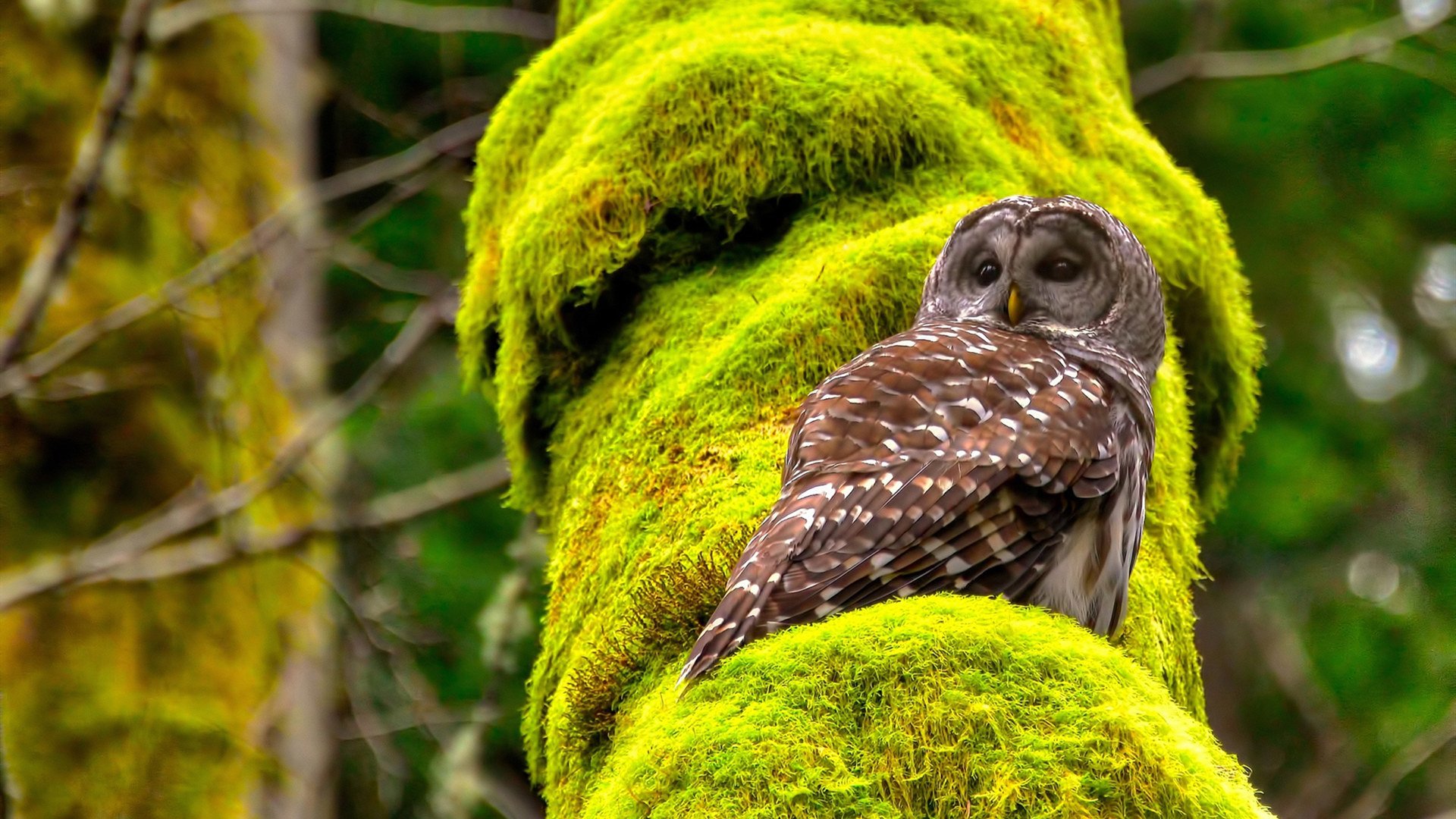 跨领域的终极主宰，当里昂刺破黑夜，伊布于镜像中升起