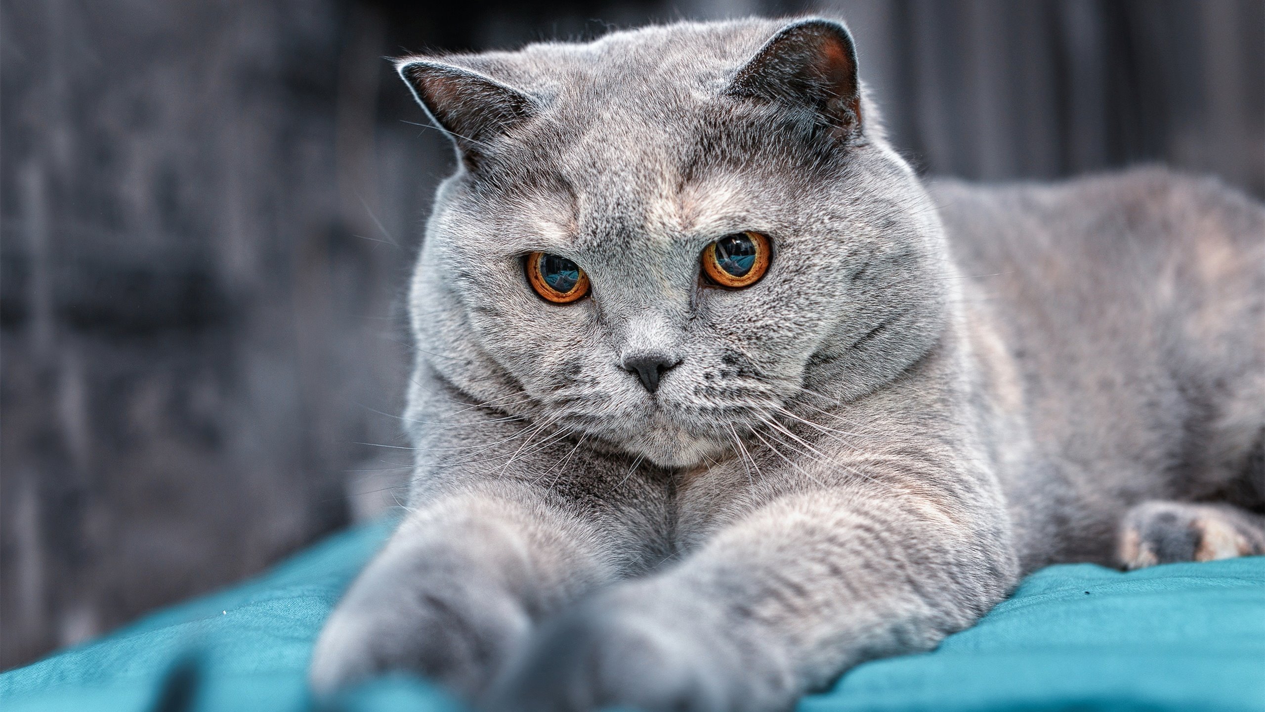 爱游戏入口-门神库尔图瓦主导节奏，那不勒斯压哨击败突尼斯