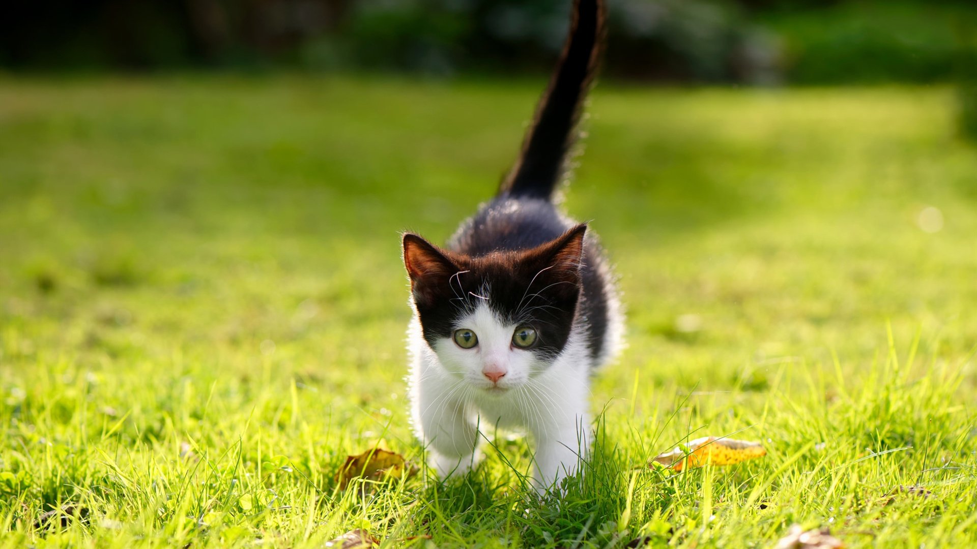 爱游戏-天鹅绒与钢铁，当佛罗伦萨的文艺复兴灵魂在绿茵场击败波兰，格列兹曼于欧冠半决赛完成加冕