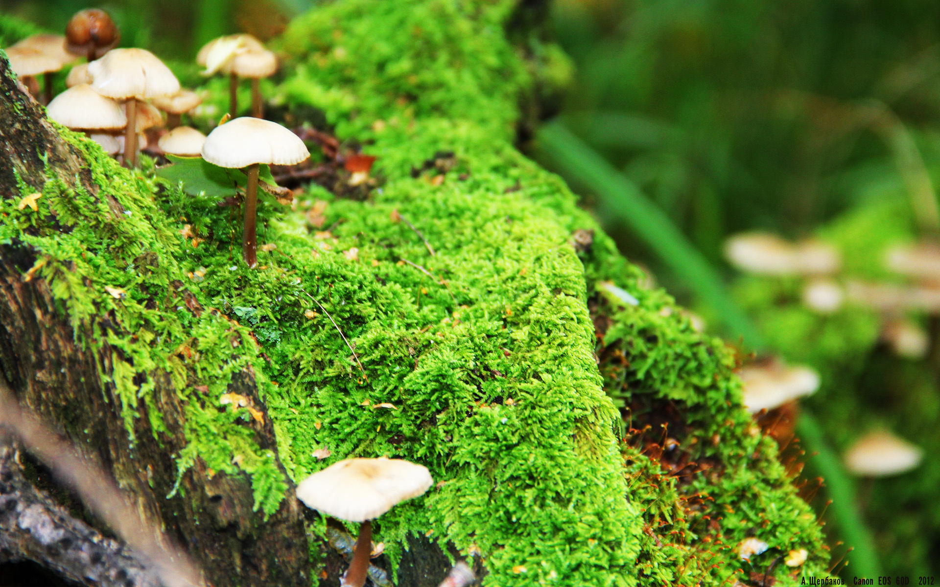 终场哨响，纪录新生，蒂亚戈的史诗之夜与巴萨永不熄灭的火焰