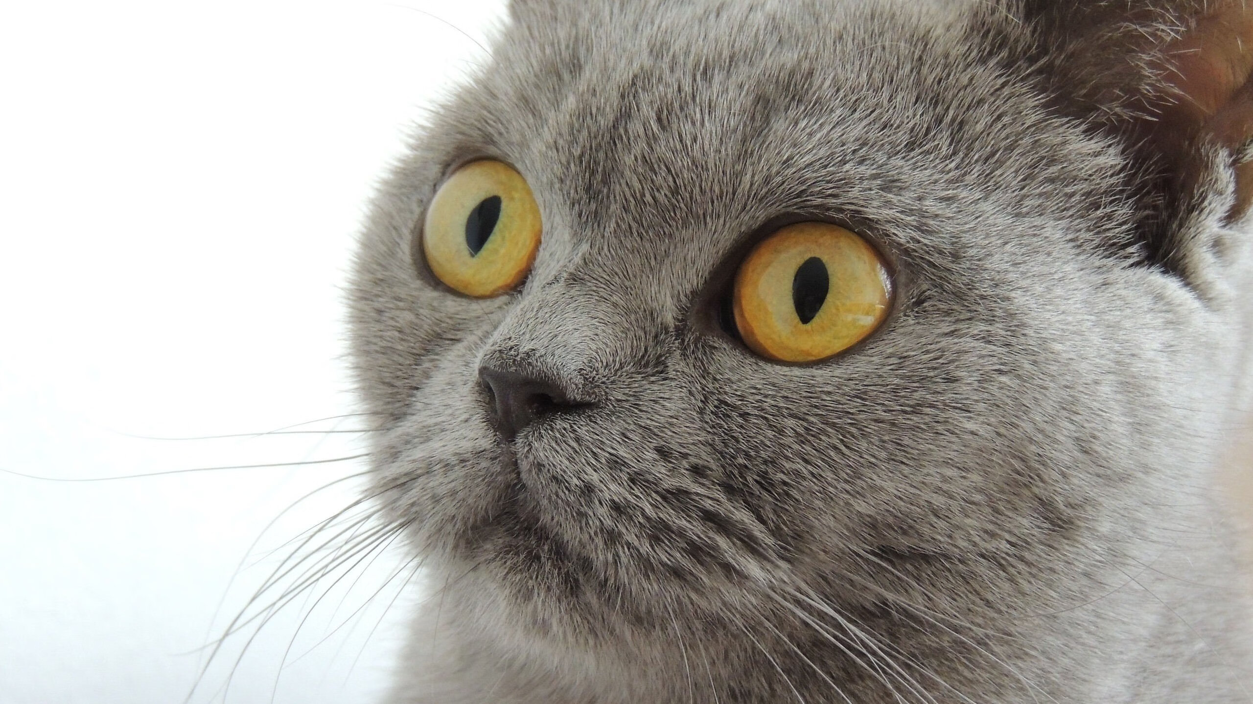 稳如磐石，奇兵天降—马刺团队篮球的胜利与英格拉姆的闪耀时刻