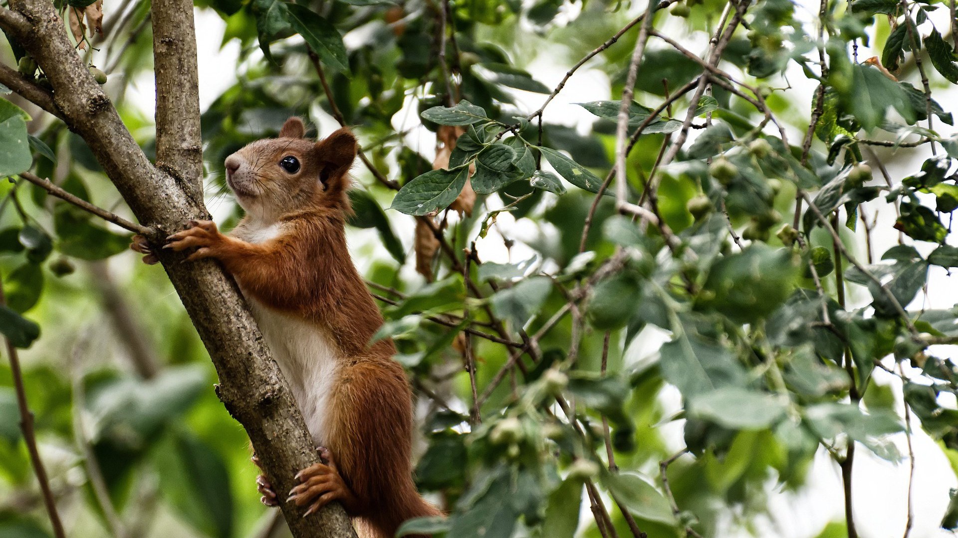 末节狂潮，爱德华兹独揽18分冰封深圳，奇才上演惊天逆转